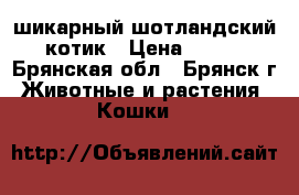 шикарный шотландский котик › Цена ­ 500 - Брянская обл., Брянск г. Животные и растения » Кошки   